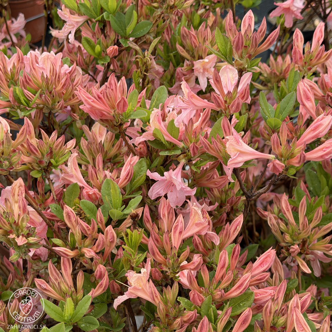Obrázok Azalka veľkokvetá (Azalea Mollis) ´SOIR DE PARIS´ - výška 60-80 cm, kont. C3L